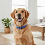 A golden retriever dog wearing a bright blue collar with silver metal rings and a buckle, sitting in a bright, modern living room. A semi-transparent watermark reading 'Dallas General Wholesale' is overlaid across the center.