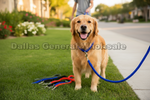 A golden retriever stands on a grassy lawn beside a sidewalk, wearing a bright blue rope leash. A second red rope leash and a blue rope leash lie on the grass nearby, and a person is blurred in the background walking on a street.
