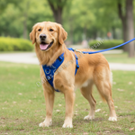 A golden retriever standing on grass in a park wearing a bright blue harness and leash, with a blurred green background.